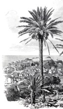 View of Funchal in 1890. Madeira. Portugal. Historical. authentic. digitally restored reproduction