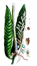 Amomum cardamomum