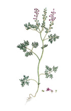 Fumaria officinalis