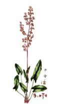 Rumex acetosa