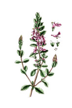 Teucrium chamaedrys