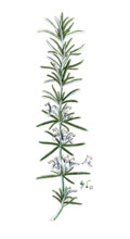 Rosmarinus officinalis