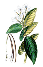 Nerium antidysentericum