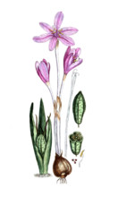 Colchicum autumn