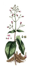 Scrophularia nodosa