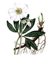 Helleborus niger