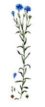 Linum usitatissimum
