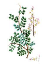 Hamatoxylon campechianum