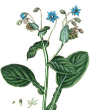 Borago officinalis