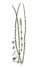 Equisetum hyemale