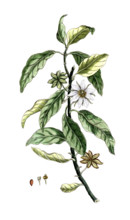 Illicium anisatum