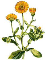 Calendula officinalis