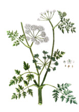 Phellandrium aquaticum