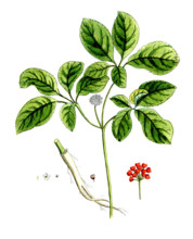 Panax quinquefolium