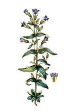 Gentiana amarella