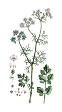 Coriandrum sativum