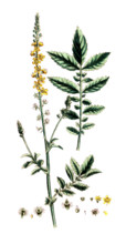 Agrimonia eupatoria