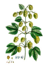 Humulus lupulus