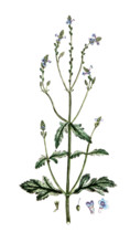 Verbena officinalis
