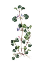 Glechoma hederacea