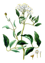 Clematis recta