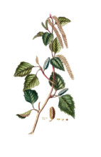 Betula alba