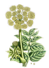 Angelica sativa