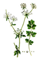 Apium graveolens