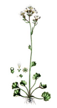Saxifraga granulata