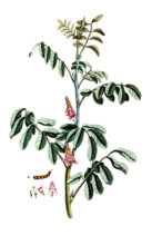 Indigofera tinctoria