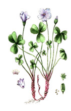 Oxalis acetosella