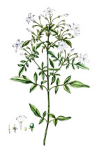 Jasminum officinale