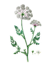 Selinum palustre