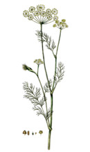 Anethum graveolens