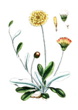 Hieracium pilosella