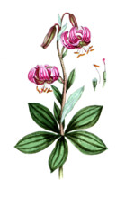 Lilium martagon