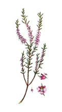 Erica vulgaris