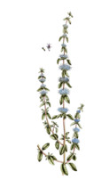 Mentha pulegium