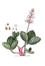 Menyanthes trifoliata