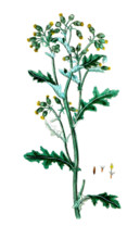 Senesio vulgaris
