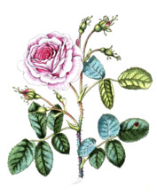 Rosa vó centifolia