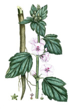 Althea officinalis