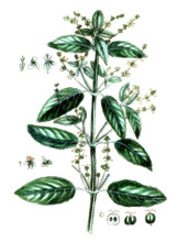 Mercurialis annua