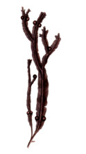 Fucus vesiculosus