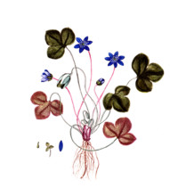 Anemone hepatica