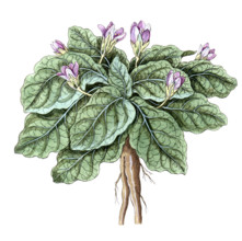 Atropa mandragora
