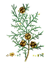 Cypressus sempervirens