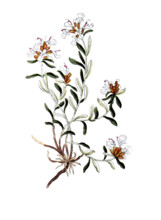 Teucrium montanum