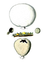 Lycoperdon