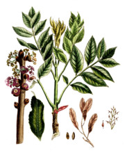 Fraxinius excelsior